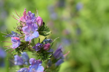 blue flowers in a grass field