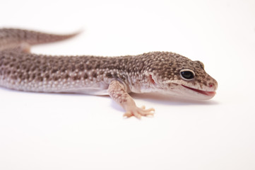 Close up of common leopard gecko (Eublepharis macularius) on white background, brown color profile. Head and front leg, profile. Mouth slightly opened little bit of tongue showing.