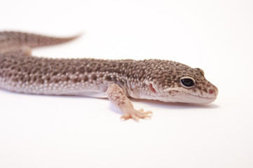 Naklejka premium Close up of common leopard gecko (Eublepharis macularius) on white background, brown color profile. Head and front leg, profile. Macro lens in studio white background.