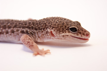 Close up of common leopard gecko (Eublepharis macularius) on white background, brown color profile. Head and front leg, 3/4 view. Studio shot with macro lens. Good view of outer ear on side of head.