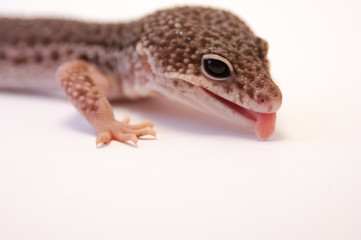 Close up of common leopard gecko (Eublepharis macularius) sticking out tongue, on white background, brown color profile. Head and front leg, 3/4 view. Studio shot with macro lens.