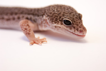 Close up of common leopard gecko (Eublepharis macularius) on white background, brown color profile. Head and front leg, 3/4 view. Studio shot with macro lens.