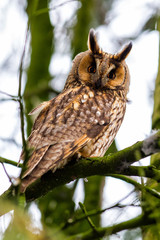 Long-eared owl in a tree in The Netherlands