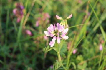 Fototapeta premium Różowe kwiaty kwitnące