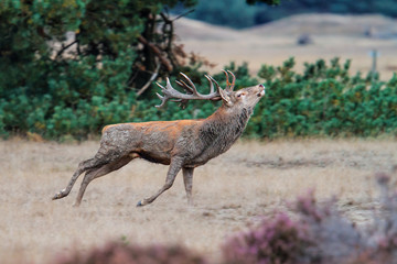 Red deer stag in the rutting season in National Park De Hoge Veluwe in the Netherlands
