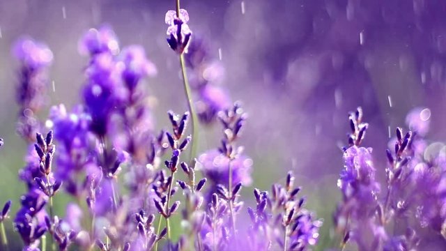 Lavender. Blooming violet fragrant lavender flowers on a field with rain drops, closeup. Background of growing lavender swaying on wind, harvest. Slow motion 4K UHD video 3840x2160