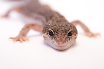 Close up of common leopard gecko (Eublepharis macularius) looking at camera. Gecko lizard on white background in studio with macro lens. Shallow depth of field. Focus on eyes.