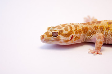 Close up of common leopard gecko (Eublepharis macularius) head and front leg,  Gecko lizard on white background in studio with macro lens. Shallow depth of field. Close up of leopard gecko's head.