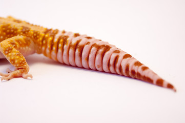 Close up of common super hypo leopard gecko (Eublepharis macularius) tail and hind leg. Gecko lizard on white background in studio with macro lens. Close up of super hypo leopard gecko on white.