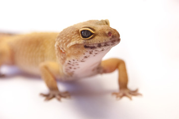 Detail Leopard gecko (Eublepharis macularius). Leopard lizard on white shallow depth of field....