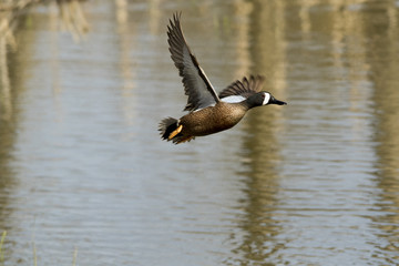 Blue Winged Teal in Flight