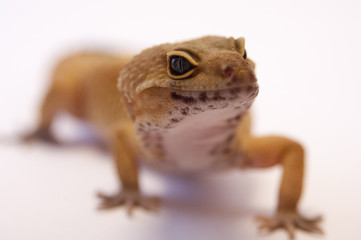 (Eublepharis macularius) common leopard gecko on white background next to box in studio. Focus on eyes. Pet gecko close up on white background, isolated on white.