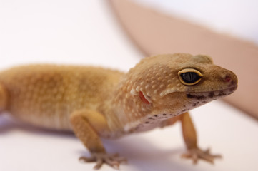 (Eublepharis macularius) common leopard gecko on white background next to box in studio. Focus on eyes. Pet gecko close up.