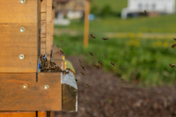Bienen am Bienenstock