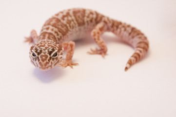 Close up Leopard gecko (Eublepharis macularius) white background curled up looking at camera. Leopard lizard on white shallow depth of field. Extreme close up of leopard gecko, focus on eyes and nose.
