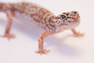 Close up Leopard gecko (Eublepharis macularius) white background looking at camera, focus on eyes and side of head. Leopard lizard on white shallow depth of field. Extreme close up of leopard gecko.