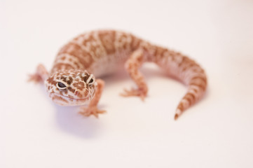 Close up Leopard gecko (Eublepharis macularius) white background curled up looking at camera. Leopard lizard on white shallow depth of field. Extreme close up of leopard gecko.