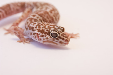 Leopard gecko (Eublepharis macularius)  on white background curled up focus on eyes and side of...