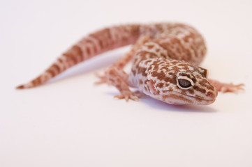 Leopard gecko (Eublepharis macularius)  on white background curled up focus on eyes and side of head. Leopard lizard on white shallow depth of field.