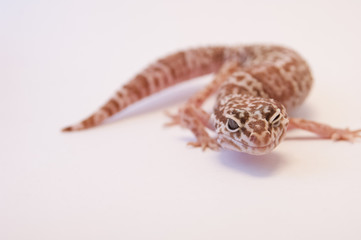 Close up Leopard gecko (Eublepharis macularius) white background curled up focus on eyes and side...