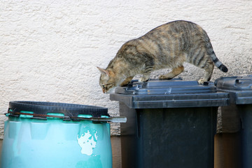 Stray gray striped European Shorthair looking through garbage cans in Germany
