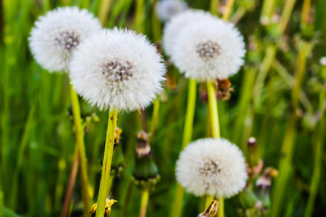 green field with white dandelions