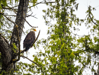 Bald eagle sitting on tree branch in ketchikan Alaska