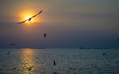seagull birds flying in the sky with sunset over the sea
