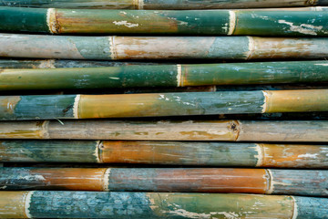 Bamboo texture background, green bamboo fence wall