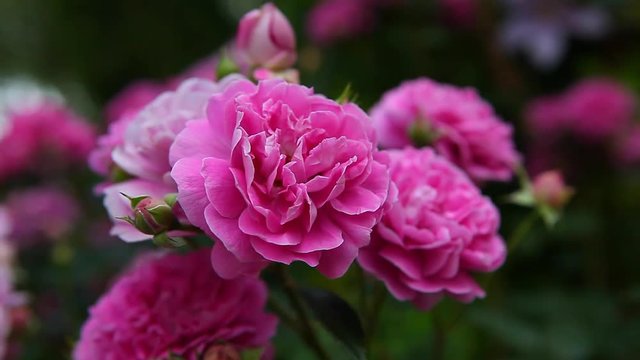 Pink Rose summer Garden