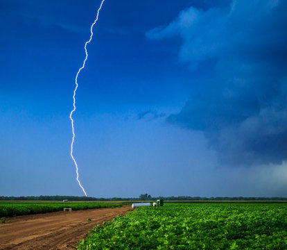 Lightning Strike On A Cotton Field With A Dark Blue Sky