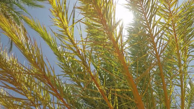 Tilt up, palm tree in desert