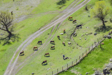 tilt shift landscape meadow cows grazing village road view with high background