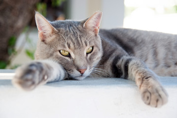 Obraz na płótnie Canvas Relax. Shorthair cat relax in Patmos, Greece. cat food. healthy pet - happy owner. Cat with green eyes outdoor. Cute pet with grey coat on natural background. Kitten on fresh air. Relax and rest