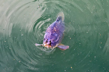 Naklejka premium Common carp breaking the surface waiting to be fed. Fish on the surface of the river with an open mouth