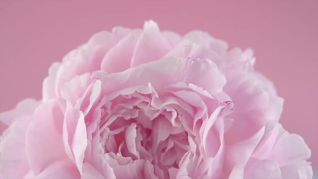 Peony. Beautiful pink petals background. Blooming peony flower rotation closeup. Beauty spring romantic flower rotated. Top view. 4K UHD video 3840X2160