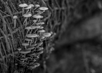 Fungi growing in wooded area black and white