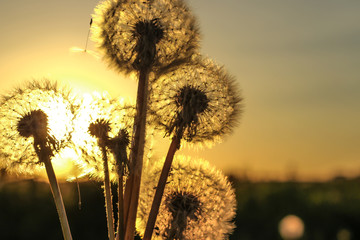 dandelion and orange sunset