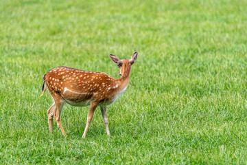 Naklejka na ściany i meble A fawn standing and looking to its back