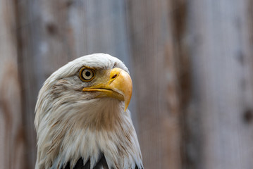 A potrait of an bald eagle which is looking the side