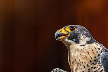 A potrait of a Peregrine falcon which is looking to the side