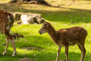 Naklejka na ściany i meble A young goat standing on meadow and looking to the side