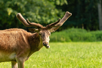 A potrait of a moose looking in front while eating