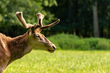 A potrait of a moose looking to the side
