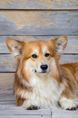 corgi fluffy portrait