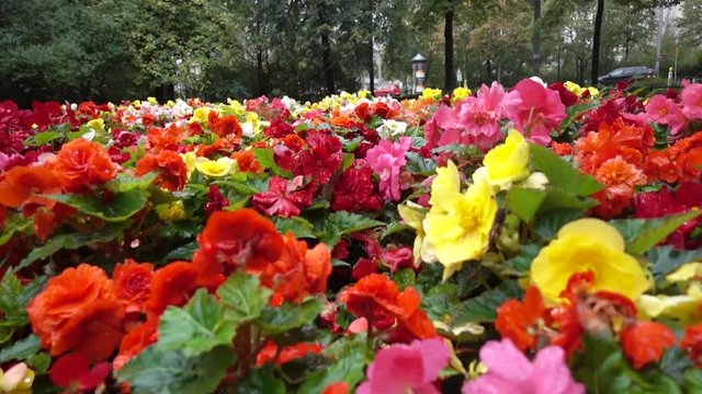 Tilt down, garden with bright flowers