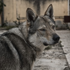wolfdog, white, dog, wolf, portrait, czechoslovakian, animal, mammal, beautiful, nature, cute, wild, wildlife, pet, canine, breed, predator, field, beauty, summer, background, adult, natural, landscap