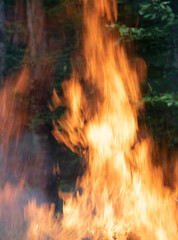 Large bonfire flames in green forest at dusk