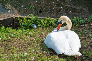 Naklejka premium Swan resting on grass 