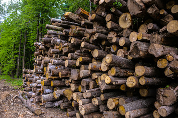 choped off trees lay in pile on green forest background close up photo